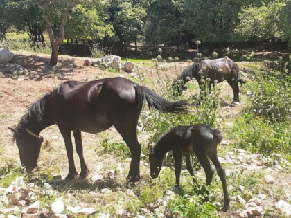 Strage di cavalli a Camposerianni. L’allarme degli allevatori