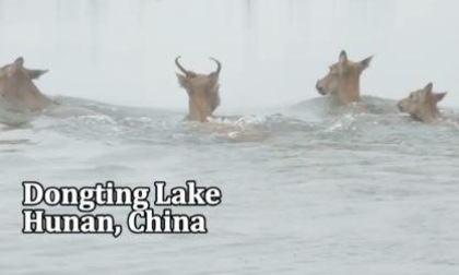 Cina: cervi milu si spostano su terreni elevati durante la stagione delle piogge