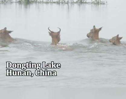 Cina: cervi milu si spostano su terreni elevati durante la stagione delle piogge