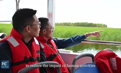 Cina: la meravigliosa danza delle gru della Manciuria a nord-est