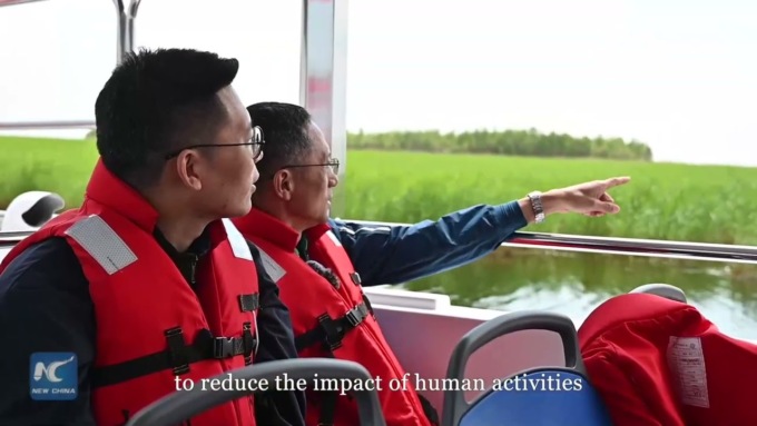 Cina: la meravigliosa danza delle gru della Manciuria a nord-est