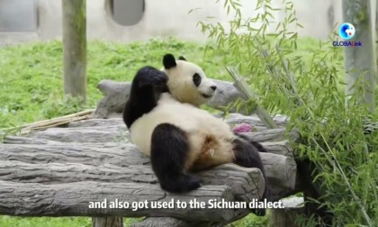 Cina: panda nato in Corea del Sud saluta i visitatori nel Sichuan