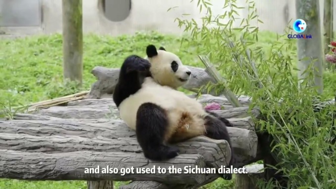 Cina: panda nato in Corea del Sud saluta i visitatori nel Sichuan