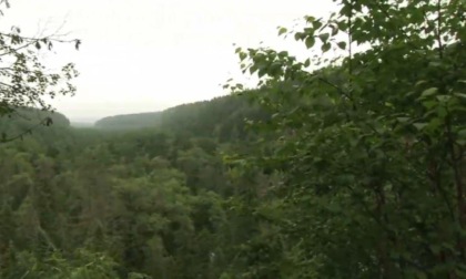 Un raro spettacolo ecologico di proliferazione di farfalle è stato osservato in una valle fluviale nella contea di Yuanjiang, nella provincia cinese sud-occidentale dello Yunnan