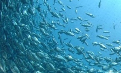 Biodiversità in fuga: nel mar Tirreno specie in migrazione per il clima che cambia