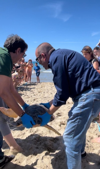 FONDI: RILASCIATA IN MARE UNA TARTARUGA CARETTA CARETTA