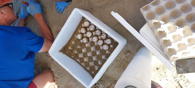 TERRACINA: TARTARUGHE, INDIVIDUATO NIDO CON 119 UOVA