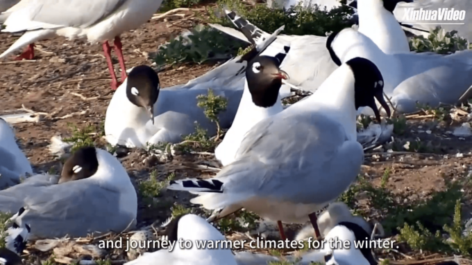 Cina: uccelli rari nel più grande lago d’acqua dolce nel deserto della Cina