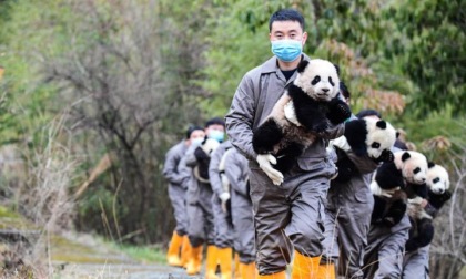 Cina: primo “college dei panda giganti” apre immatricolazioni studenti