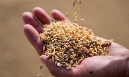 Cina: registra raccolto di grano estivo eccezionale nel 2024