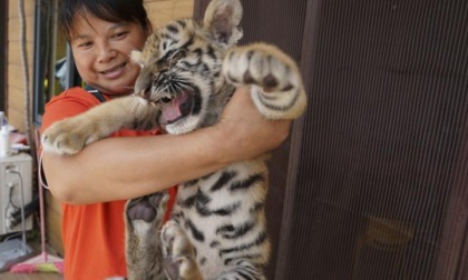 Cina: cuccioli di tigre siberiana nello zoo di Fuzhou (1)