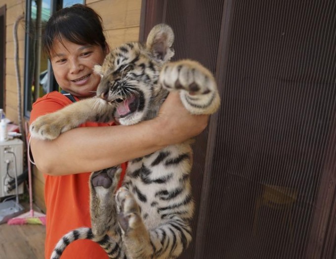 Cina: cuccioli di tigre siberiana nello zoo di Fuzhou (1)