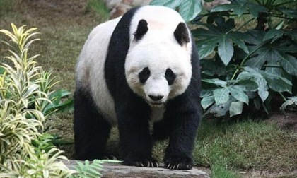 Cina: base dei panda giganti prevede altre nascite