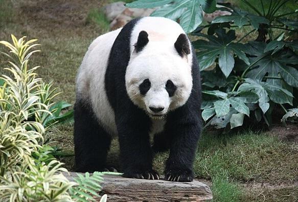 Cina: base dei panda giganti prevede altre nascite