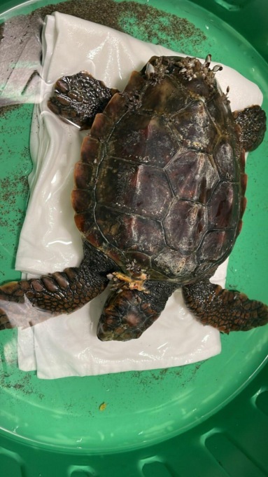 GAETA: SALVATA UNA TARTARUGA
