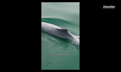 Cina: avvistata rara specie di delfini mentre saltava in acque del Guangxi