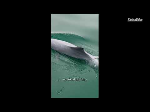 Cina: avvistata rara specie di delfini mentre saltava in acque del Guangxi
