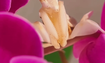 Cina: mantide orchidea diventa "assistente insegnante" in una lezione di biologia