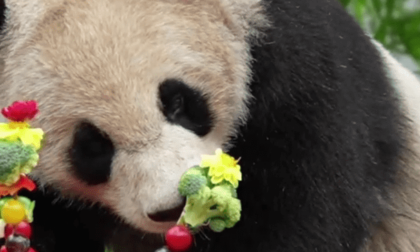 Cina: panda giganti si godono delizie di compleanno nel Sichuan