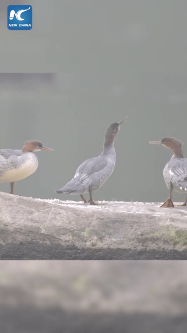 Cina: anatre rare avvistate sul monte Changbai