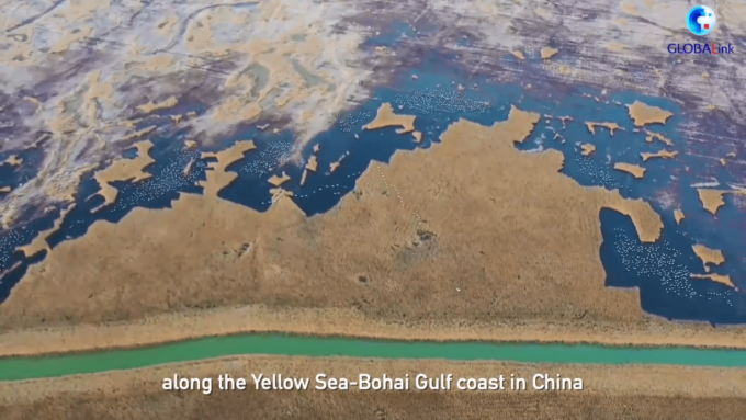 Cina: riserva naturale Shandong aggiunta a lista UNESCO, evidenziati sforzi conservazione