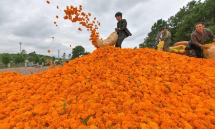 Cina: Guizhou, Weining coltiva tagete per medicina erboristica (2)