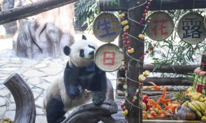 Cina: parco di Locajoy festeggia compleanni di panda