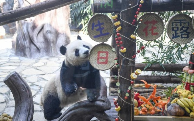 Cina: parco di Locajoy festeggia compleanni di panda