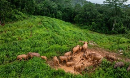 Cina: cucciolo di elefante svegliato dalla madre nello Yunnan