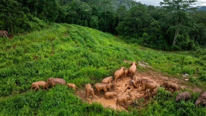Cina: cucciolo di elefante svegliato dalla madre nello Yunnan
