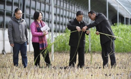 Cina: tecnologia dell’erba ibrida migliora il mondo (2)