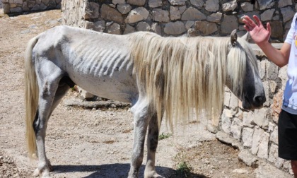 BASSIANO: CAVALLO MORTO SULLA SEMPREVISA, L'APPELLO
