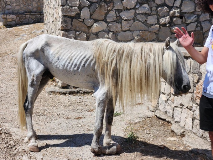 BASSIANO: CAVALLO MORTO SULLA SEMPREVISA, L’APPELLO