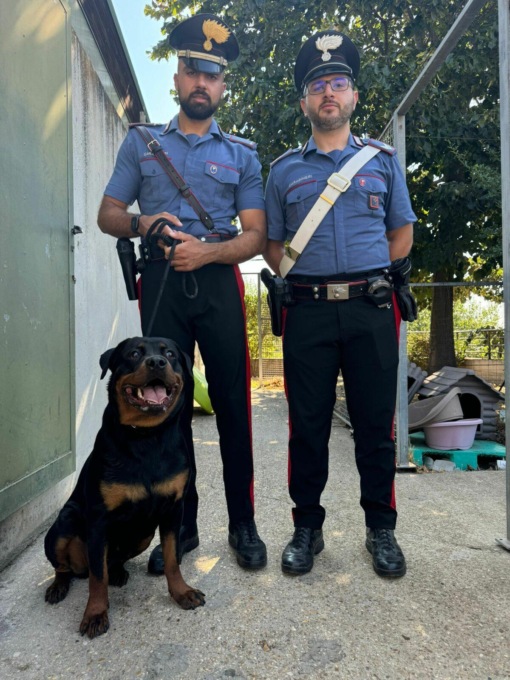 ROMA: CANE ABBANDONATO IN CASA SALVATO DAI CARABINIERI