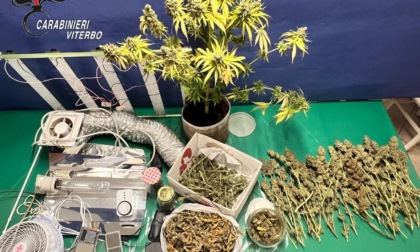 VITERBO: SERRA DI MARIJUANA NELLA CANTINA DI VINI