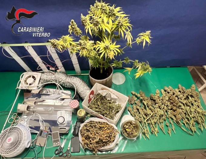 VITERBO: SERRA DI MARIJUANA NELLA CANTINA DI VINI