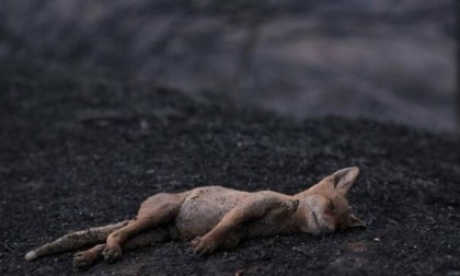 ROMA: INCENDI, STRAGE DI ANIMALI