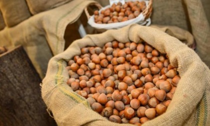 CAPRANICA: RUBANO DUE TONNELLATE DI NOCCIOLE, ARRESTATI