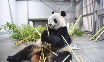 Giappone: beneamata coppia di panda giganti tornerà in Cina a settembre