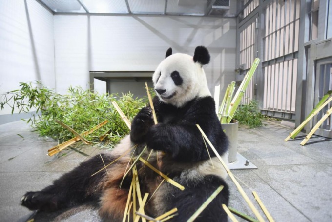Giappone: beneamata coppia di panda giganti tornerà in Cina a settembre