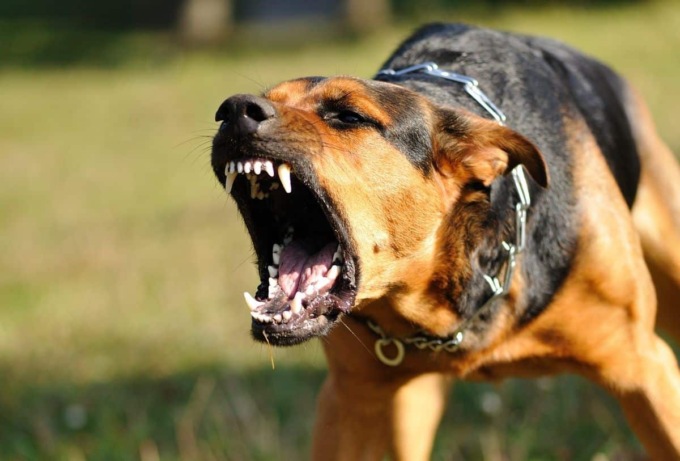 LAZIO TV: COME TUTELARSI DALL’AGGRESSIONE DI UN CANE