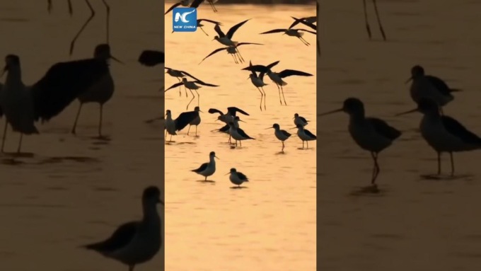 Cina: Anhui, uccelli acquatici immersi in tramonto dorato di zona umida