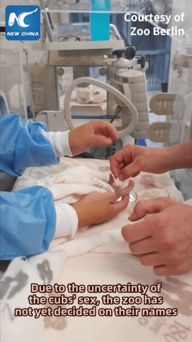 Cina: Panda gigante Meng Meng dà alla luce due cuccioli allo zoo di Berlino