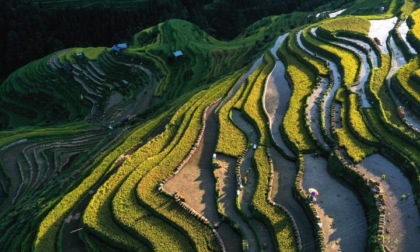 Cina: Guizhou, raccolto nei campi terrazzati di Congjiang