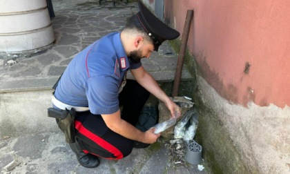 ROMA: DROGA E DENARO, 14 ARRESTI