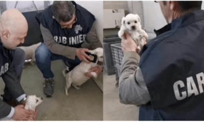 CISTERNA: SCOPERTO ALLEVAMENTO ABUSIVO DI CANI