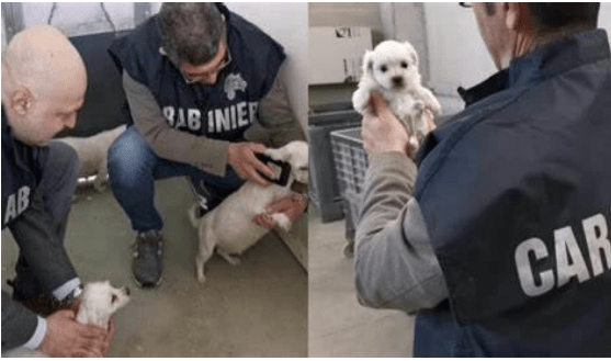 CISTERNA: SCOPERTO ALLEVAMENTO ABUSIVO DI CANI