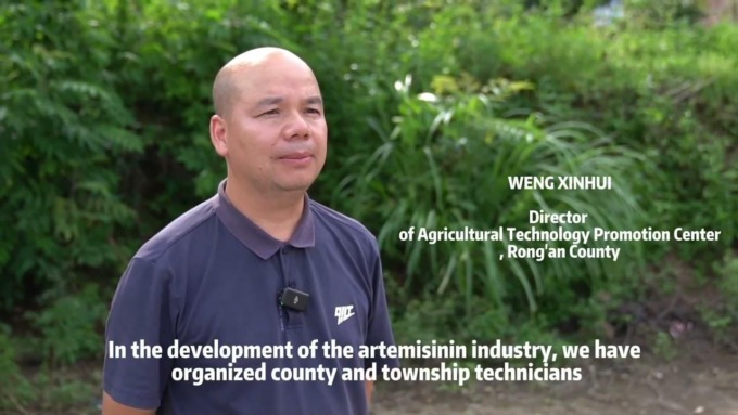 Cina: assenzio dolce giova coltivatori favorendo industria antimalarica