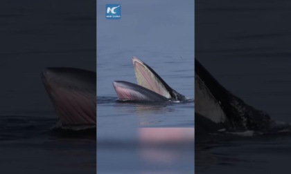 Cina: balenottere di Eden avvistate vicino a Beihai