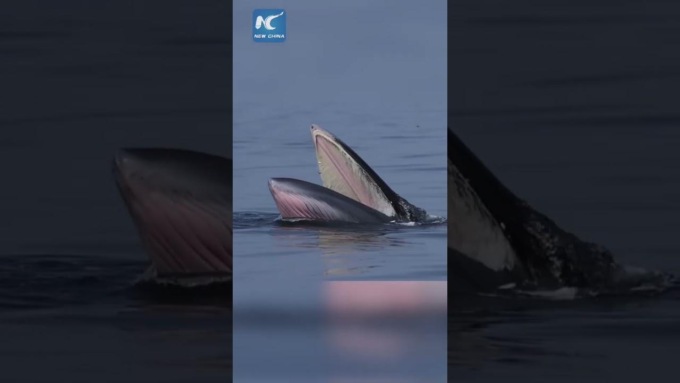 Cina: balenottere di Eden avvistate vicino a Beihai